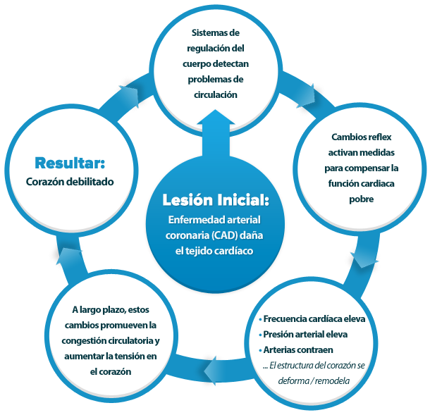 hf_neuro_es