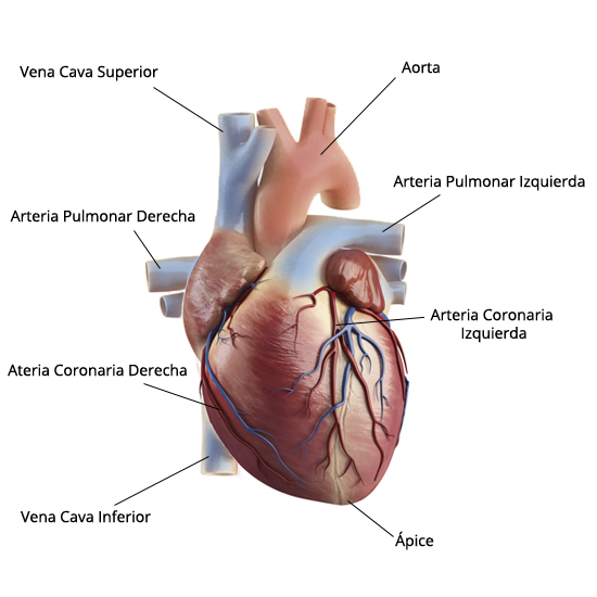 heart_external_es