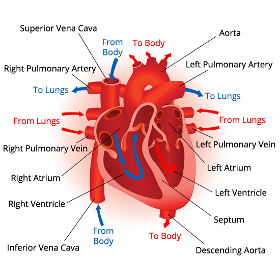 heart_internal