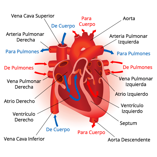 heart_internal_es